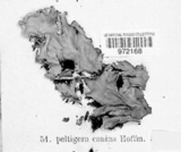 Peltigera canina image